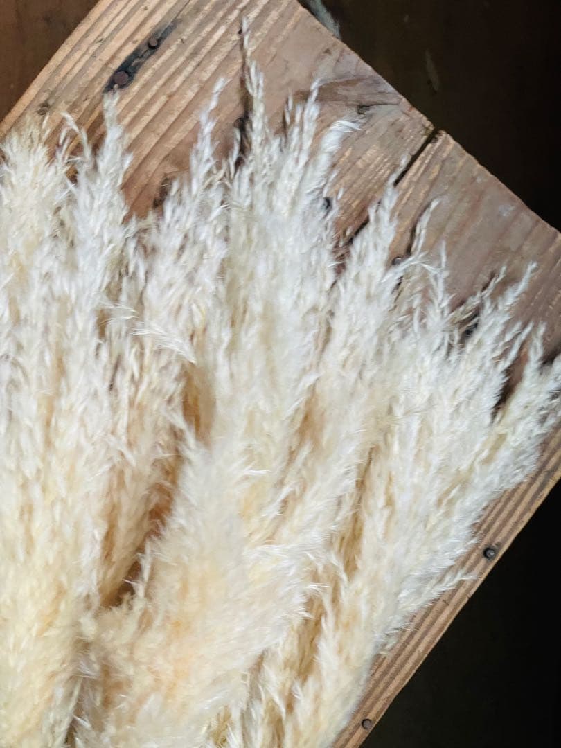 専用ページ　パンパスグラス