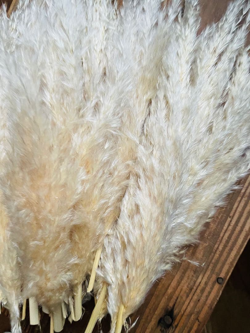 専用ページ　パンパスグラス