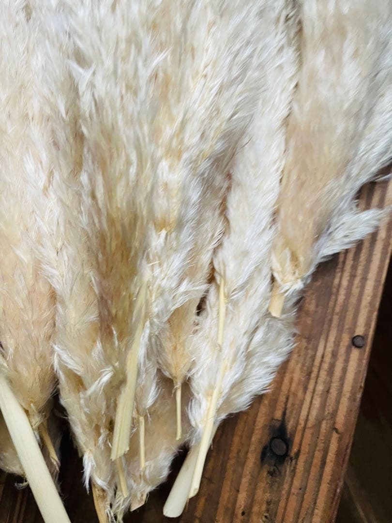 専用ページ　パンパスグラス