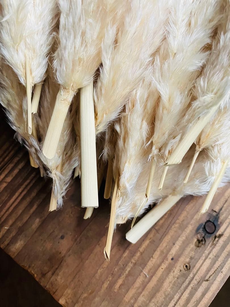 専用ページ　パンパスグラス