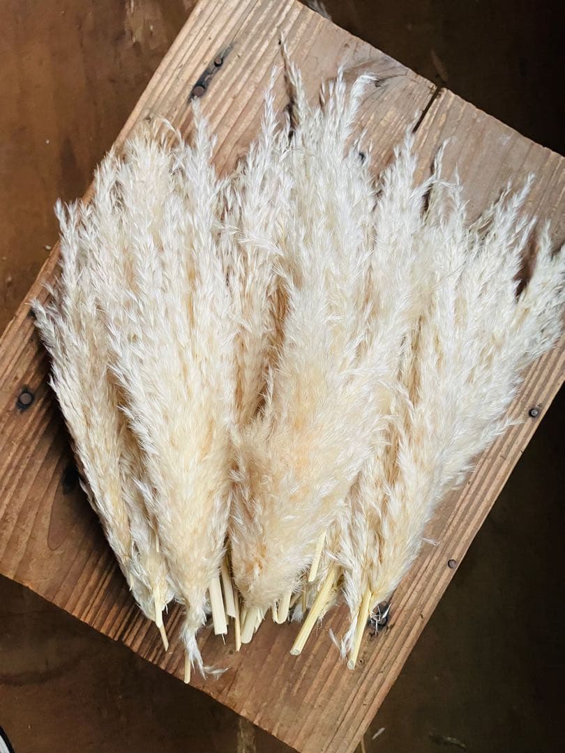 専用ページ　パンパスグラス