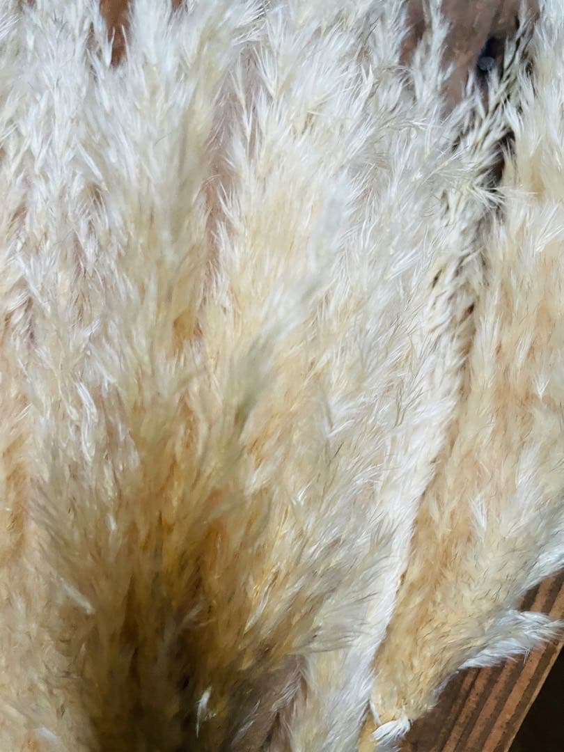 専用ページ　パンパスグラス