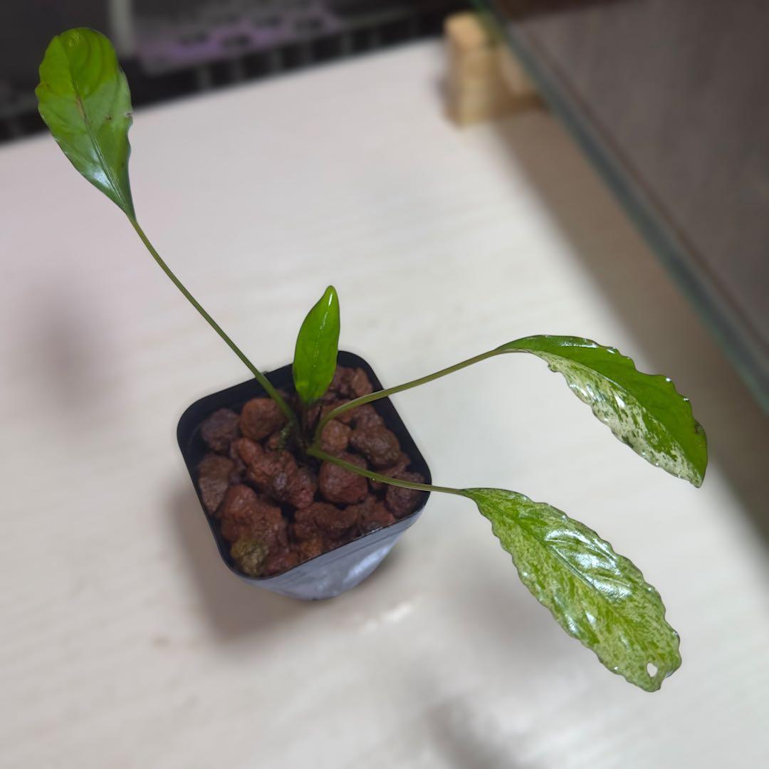 食*家様 ブセファランドラ Bucephalandra Pipto Varieg