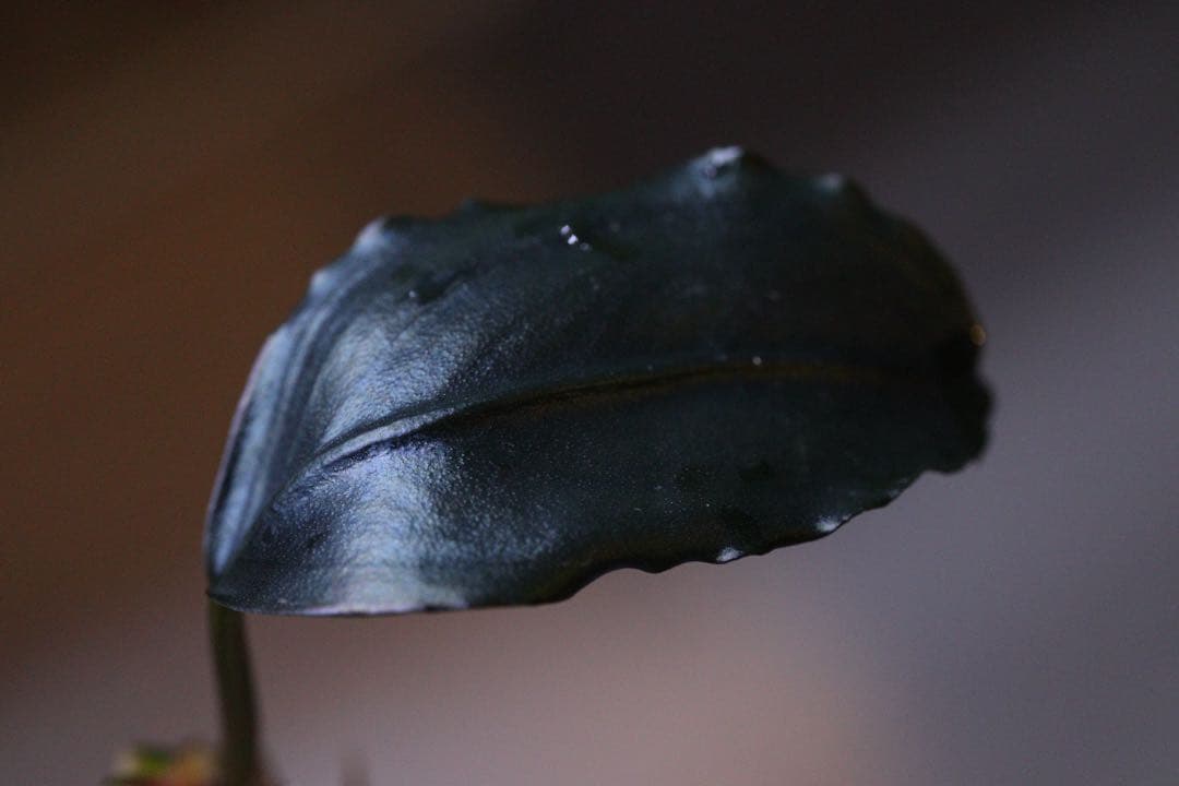 ブセファランドラspティアブルー