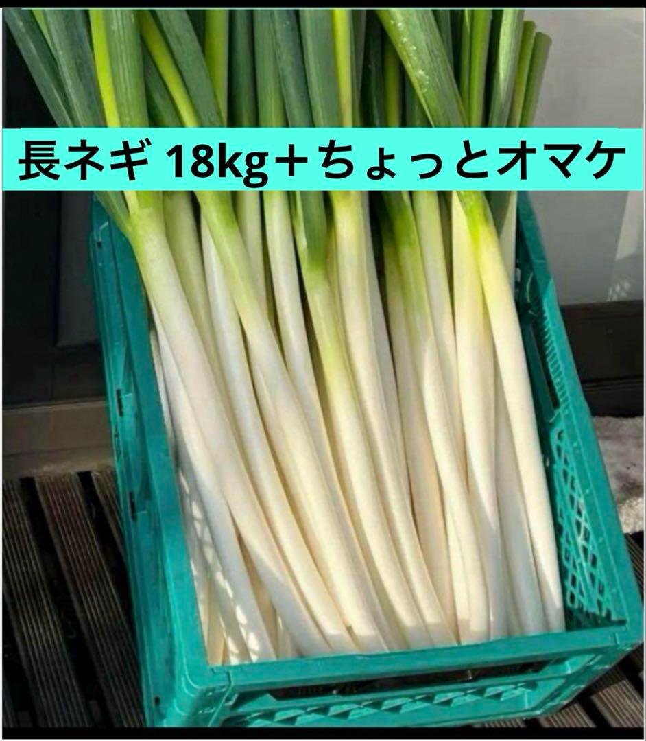 長ネギ 18kg＋ちょっとオマケ