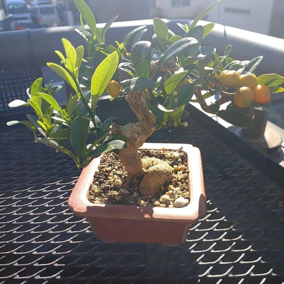 小品盆栽　金豆　キンズ