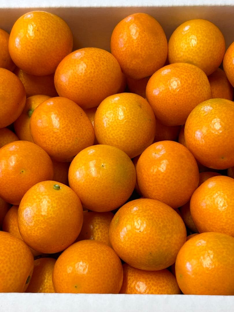 宮崎県産　ロジ金柑　箱込10キロ　2Lサイズ　d