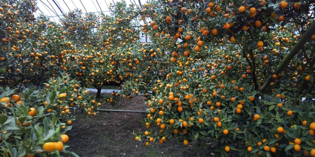宮崎県産　ロジ金柑　箱込10キロ　2Lサイズ　d