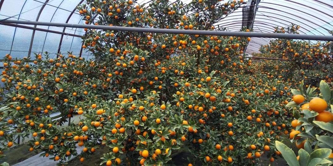 宮崎県産　ロジ金柑　箱込10キロ　2Lサイズ　d