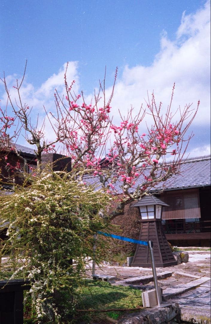 Canon QL 17 整備品、テスト撮影済み　292705