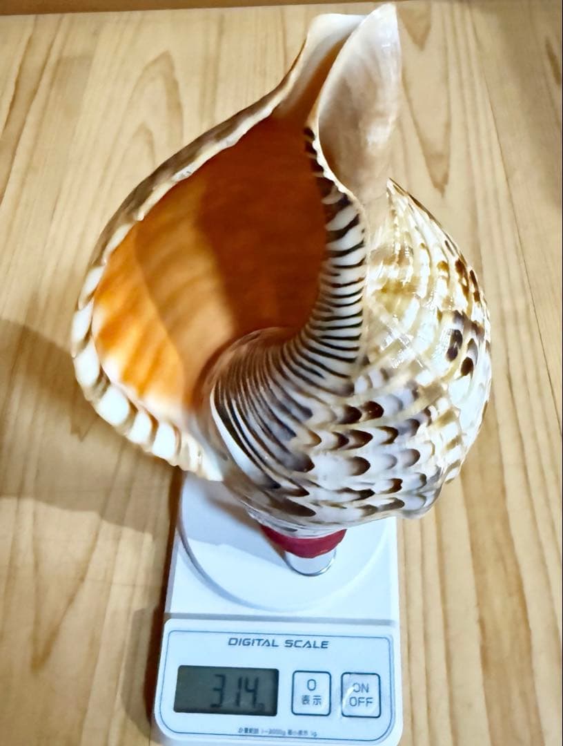 ミニ法螺貝　ほら貝　ホラガイ❣️赤紐付き