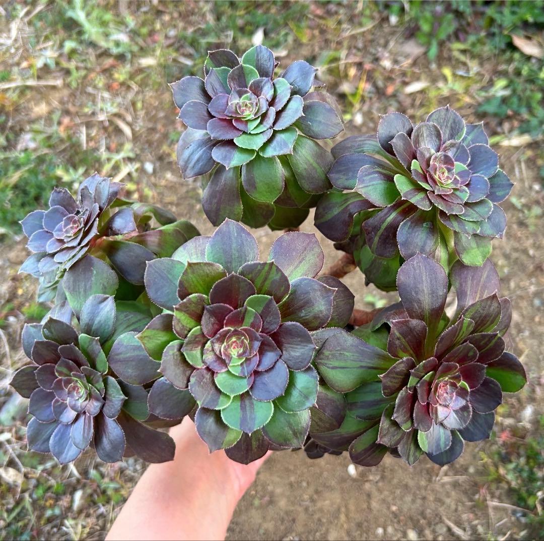 専用出品‼️アエオニウム　ゴースト　魅影変異七彩‼️ 法師錦　美斑　抜き苗