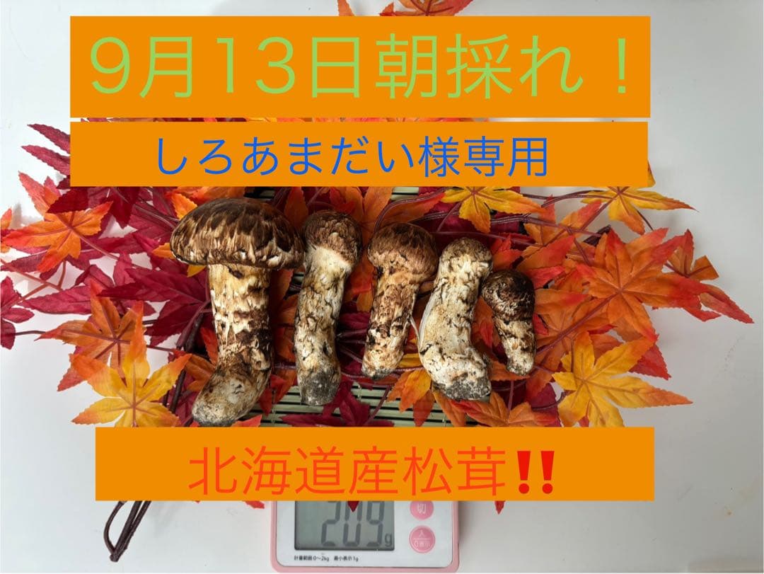 北海道産！松茸！！(9月13日朝採れ)209g
