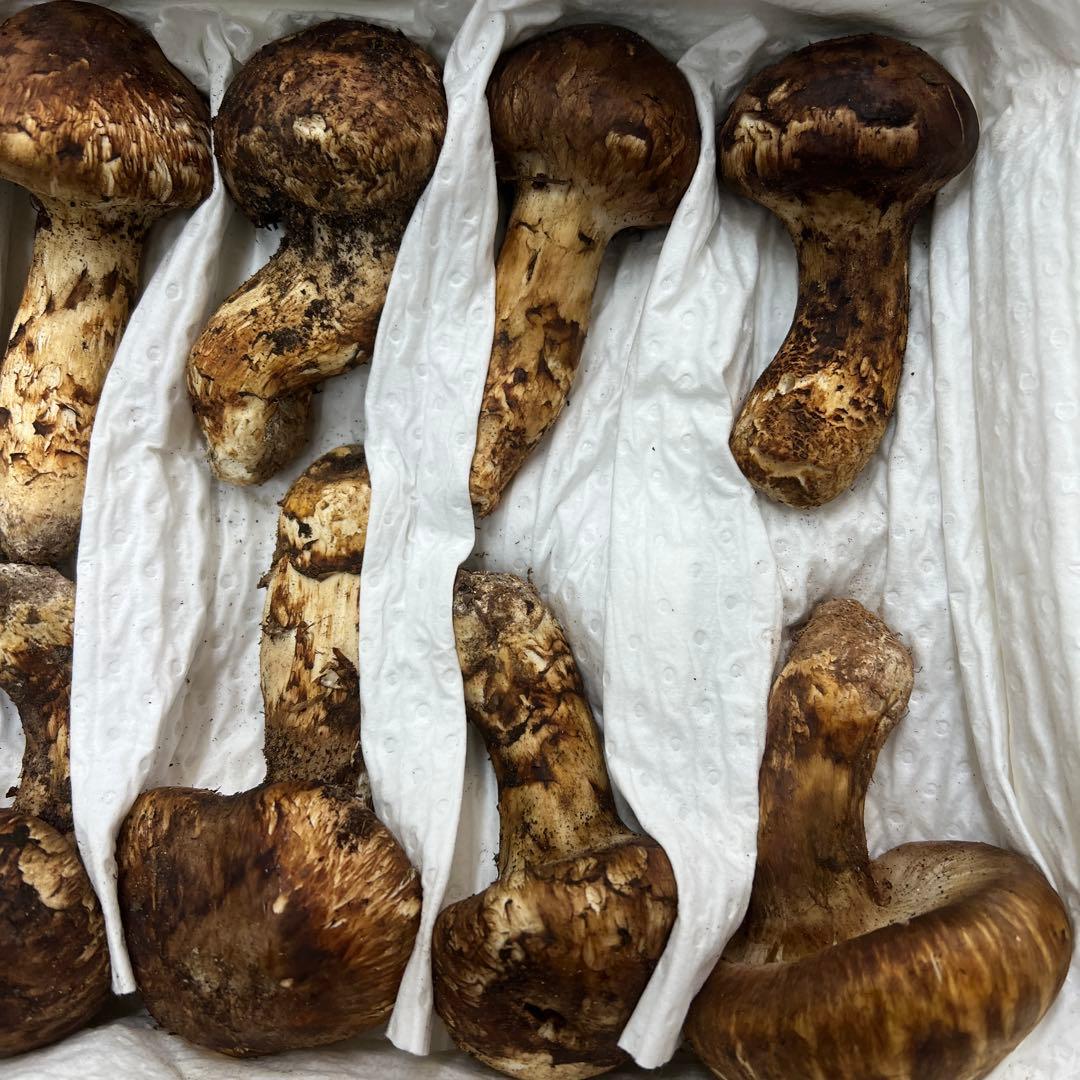 超新鮮な中国産松茸 つぼみ！綺麗！ 28本入り　 約1キロ入り