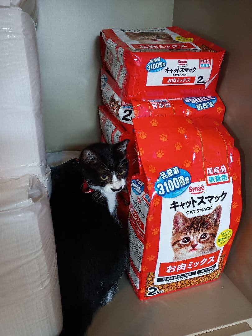 キャットスマック またたび応募券 100口分 500枚