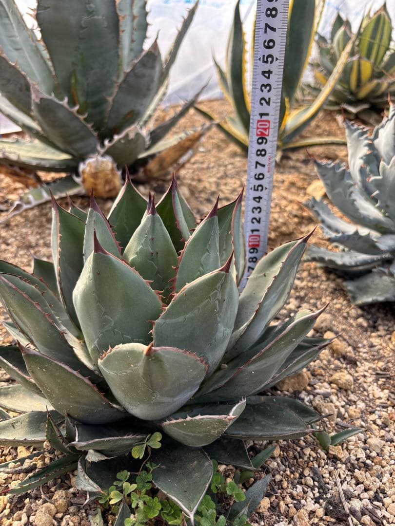 AGB33　アガベ　アリゾニカ　丸葉