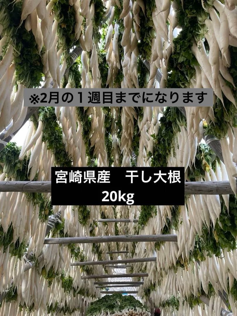 干し大根　宮崎県産　大根　箱込み20kg