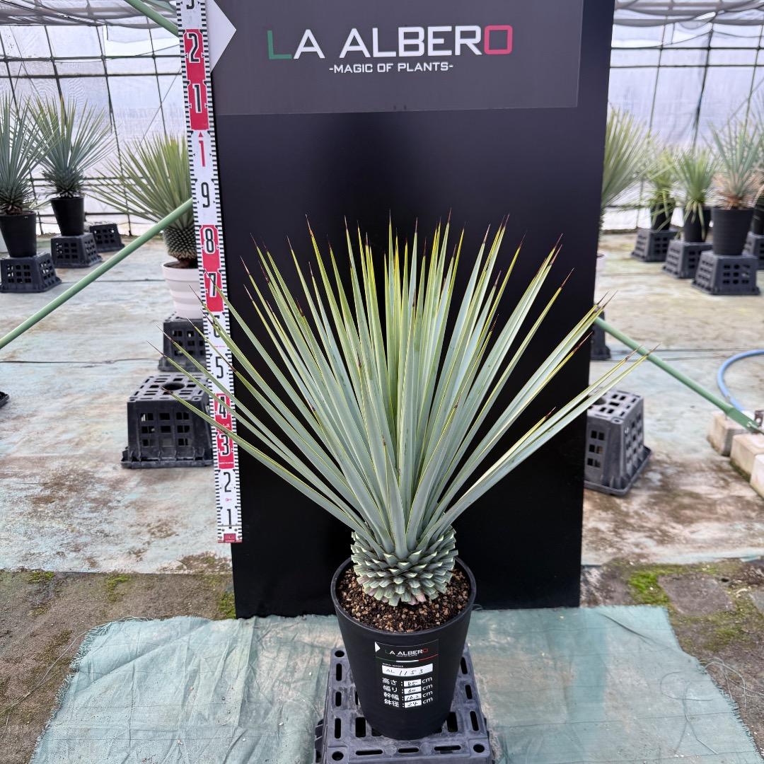 【AL1153】ユッカ　リギダ　24cm鉢