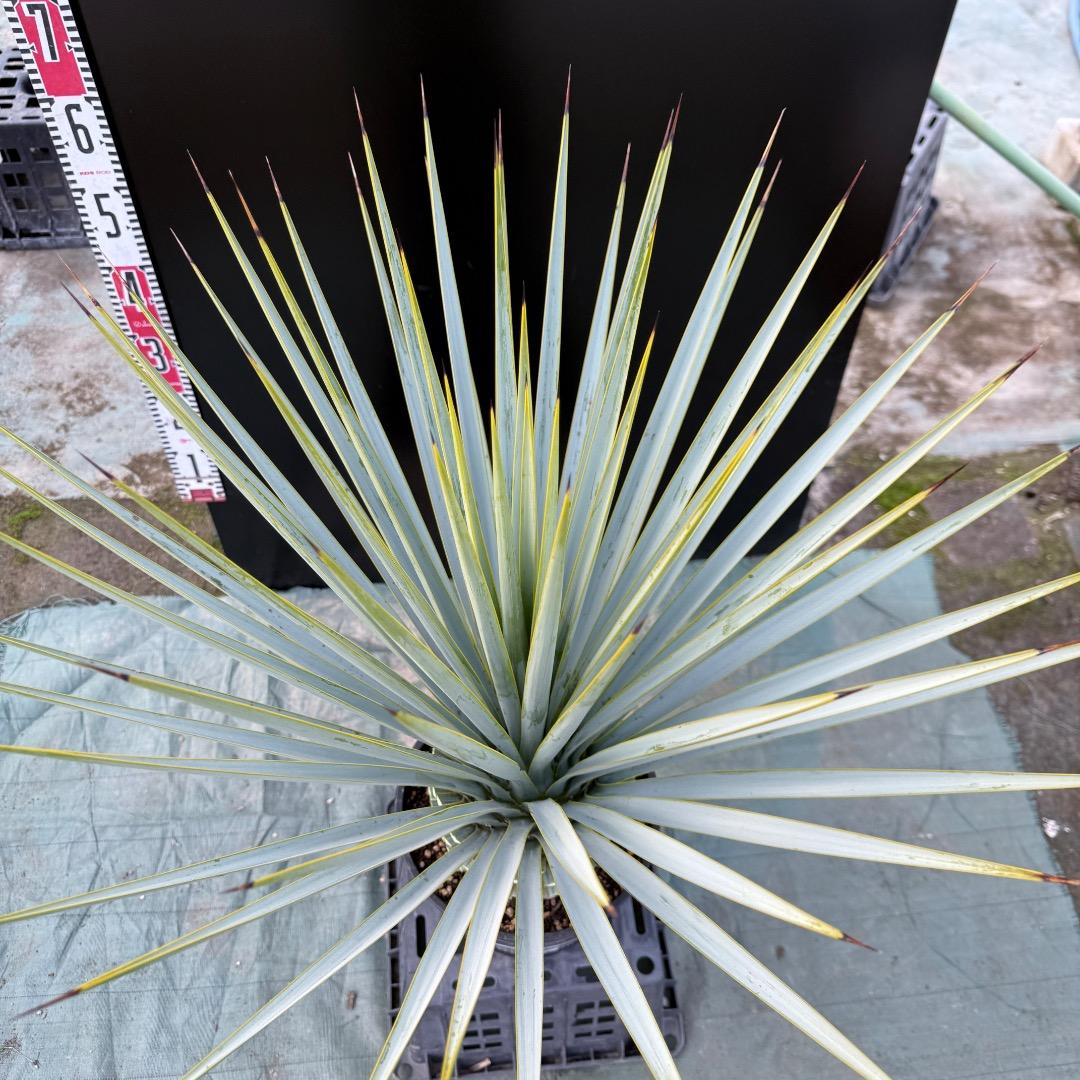 【AL1153】ユッカ　リギダ　24cm鉢