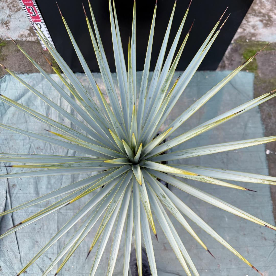 【AL1153】ユッカ　リギダ　24cm鉢