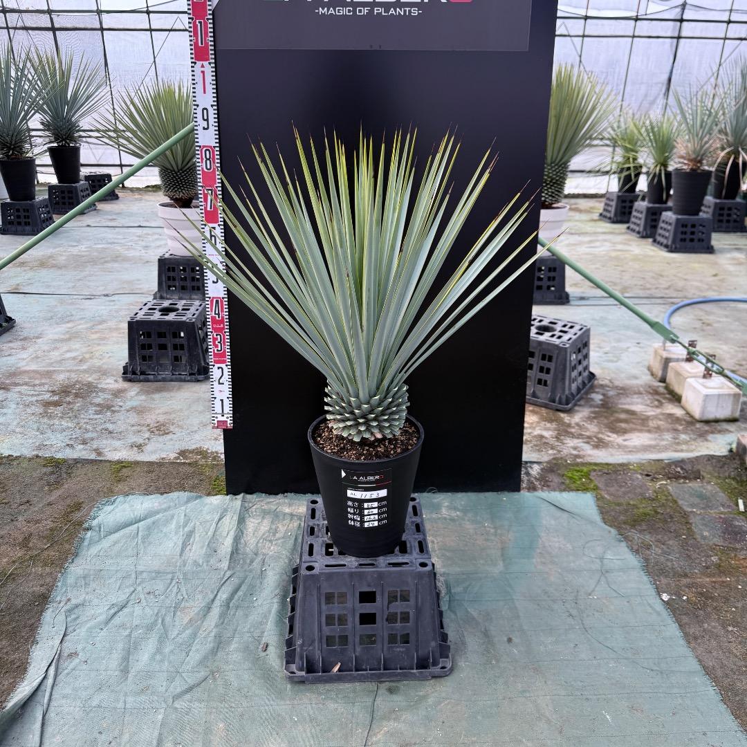 【AL1153】ユッカ　リギダ　24cm鉢