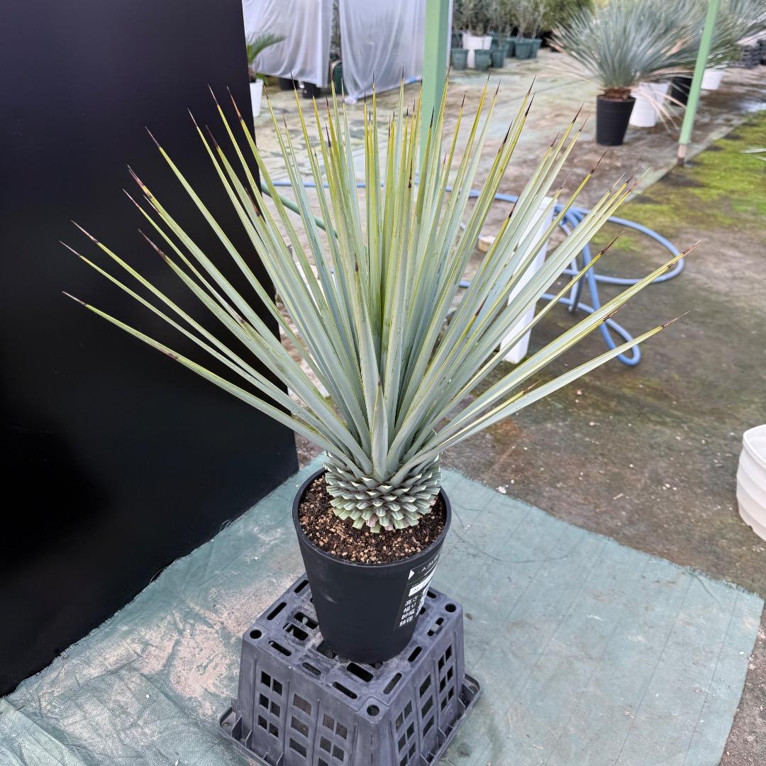 【AL1153】ユッカ　リギダ　24cm鉢