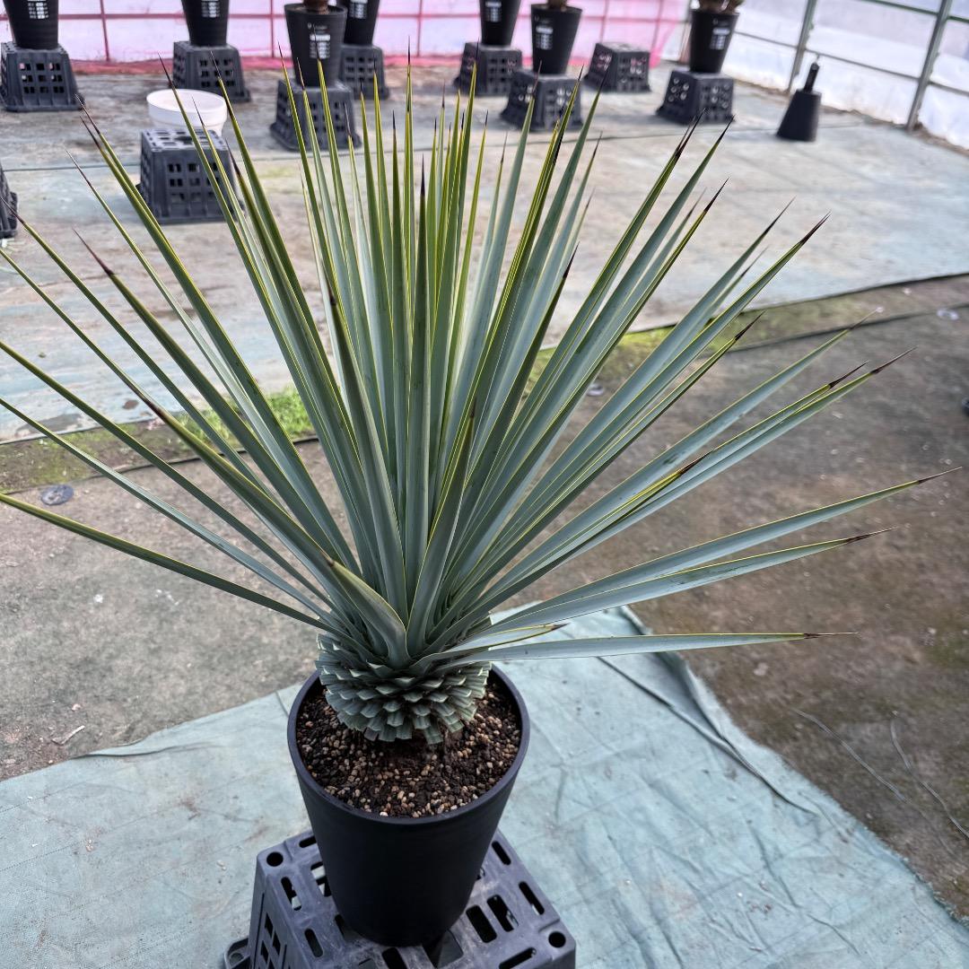 【AL1153】ユッカ　リギダ　24cm鉢