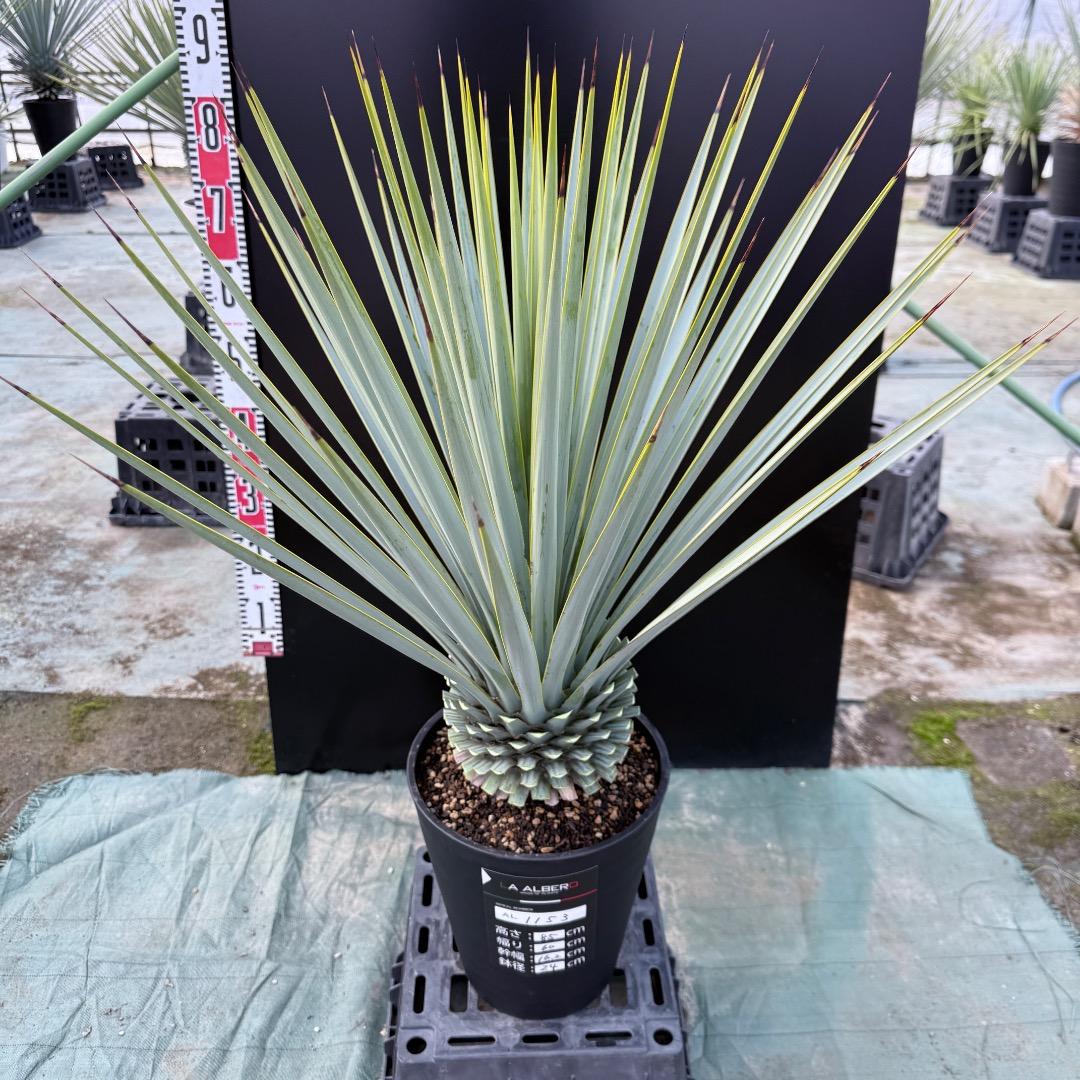 【AL1153】ユッカ　リギダ　24cm鉢