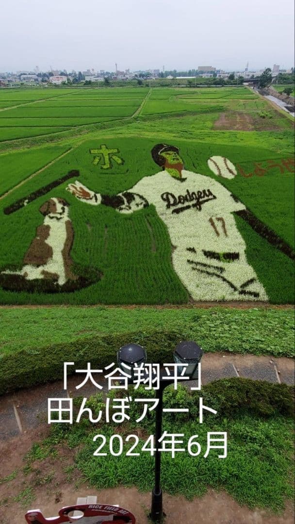 秋新蜜　日本みつばちの百花蜜（１年熟成物）　550ｇ✕4本（2.2kg）