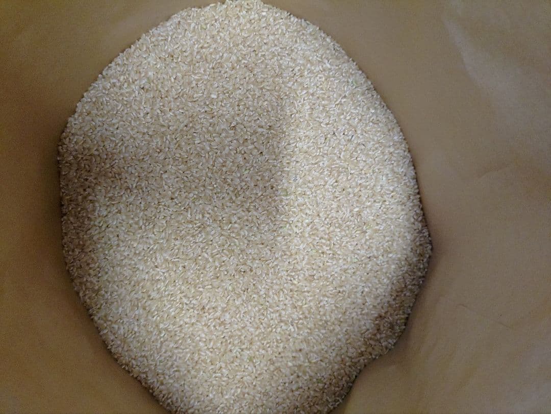 ヒノヒカリ 令和6年産 10kg 数量限定