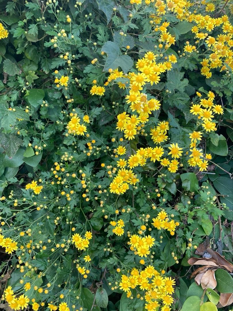 ニホンミツバチ　日本蜜蜂　夏蜜　1120g