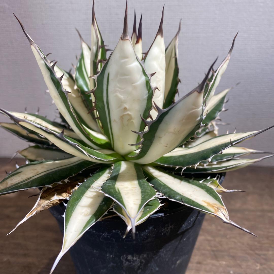アガベ　ホリダ　白中斑　極上ラスト1