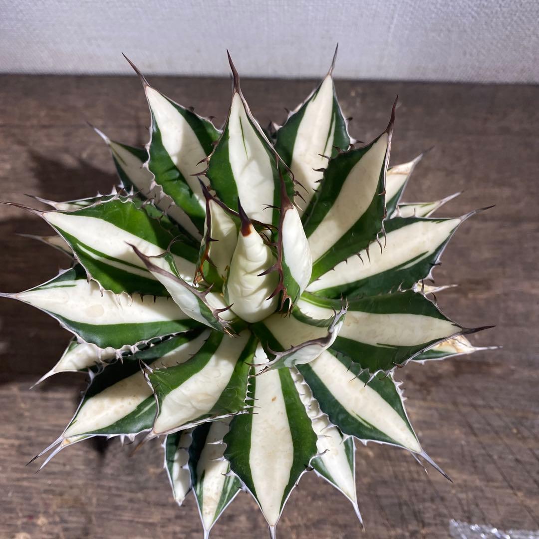アガベ　ホリダ　白中斑　極上ラスト1