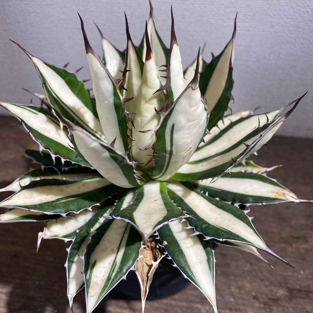 アガベ　ホリダ　白中斑　極上ラスト1