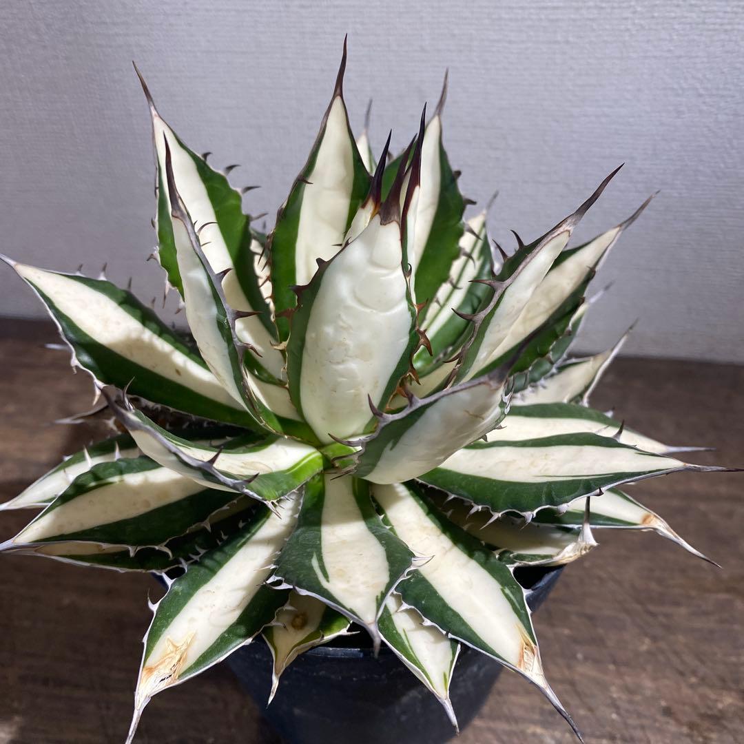 アガベ　ホリダ　白中斑　極上ラスト1