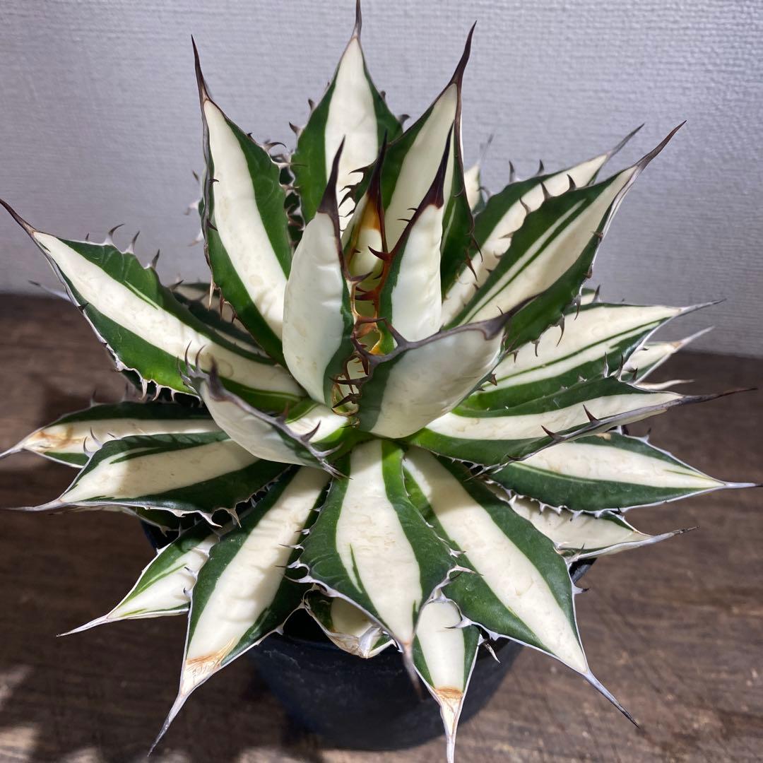 アガベ　ホリダ　白中斑　極上ラスト1