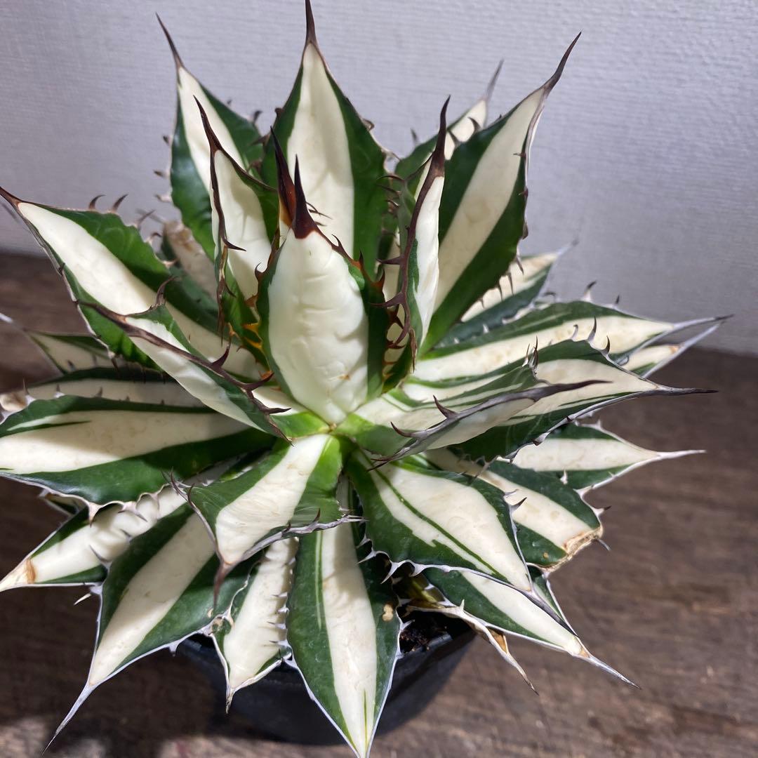 アガベ　ホリダ　白中斑　極上ラスト1