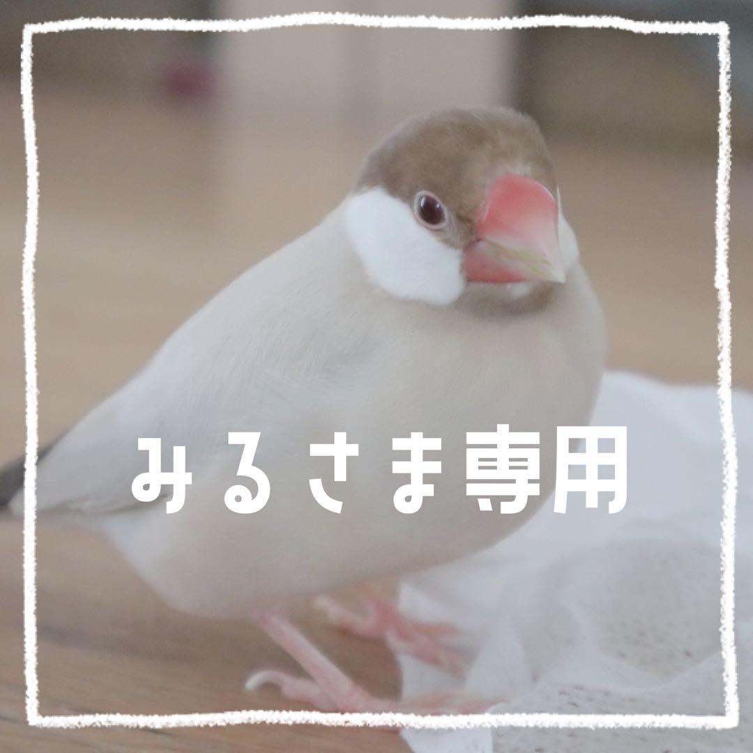 【みる】ことりのおおきなあそびば　オーダー