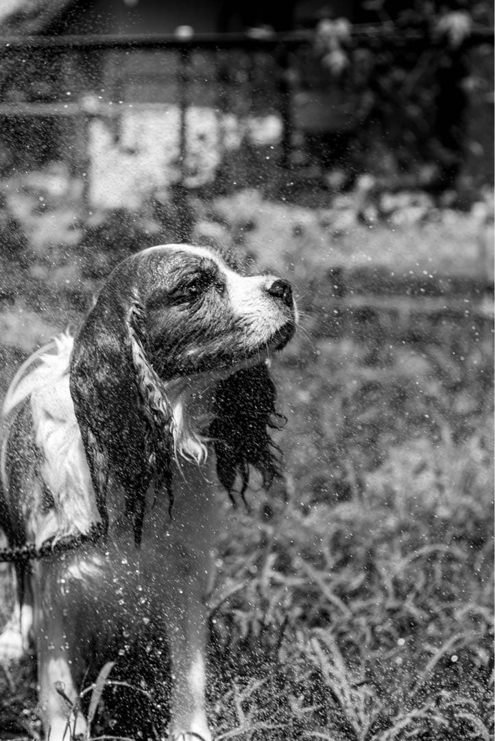 Leitz Wetzlar Summicron 5cm f2 M 沈胴 山崎磨き