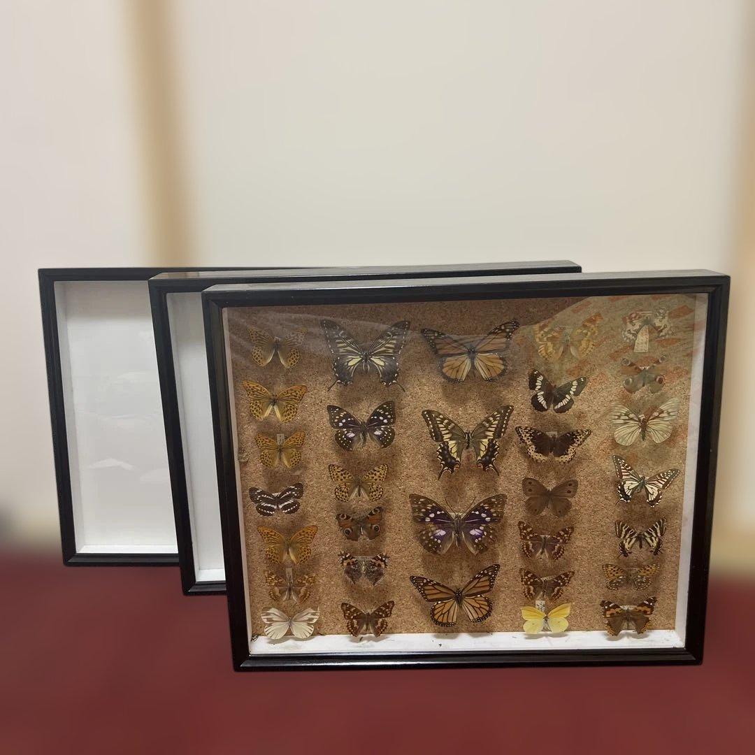 ドイツ空箱2点と蝶標本1点3セット 黒50x42x6cm蝶か30匹現状品のみ