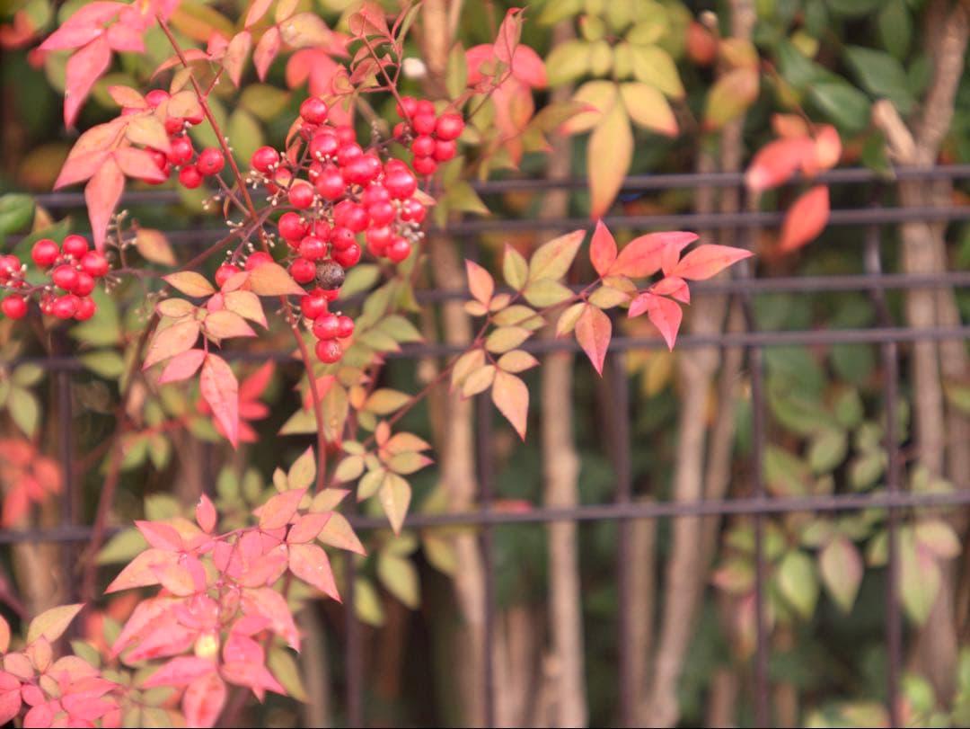 希少❗️業務用レンズFAX-KOWA 1:4.5/112B を改造　日本の興和製