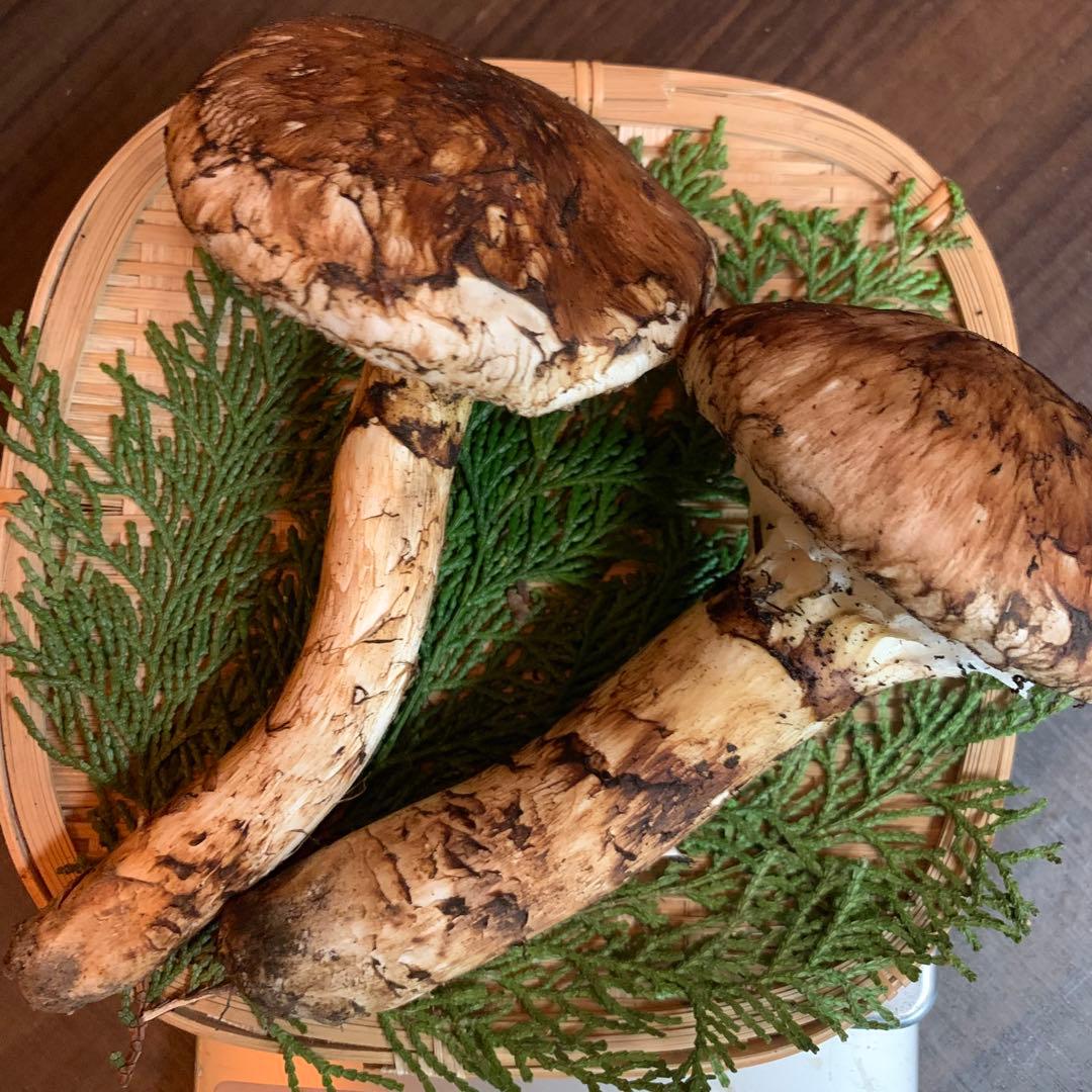 ⑤秀品【岩手県産天然松茸】収穫最終　国産本場　開き　採れたて　191g 綺麗です