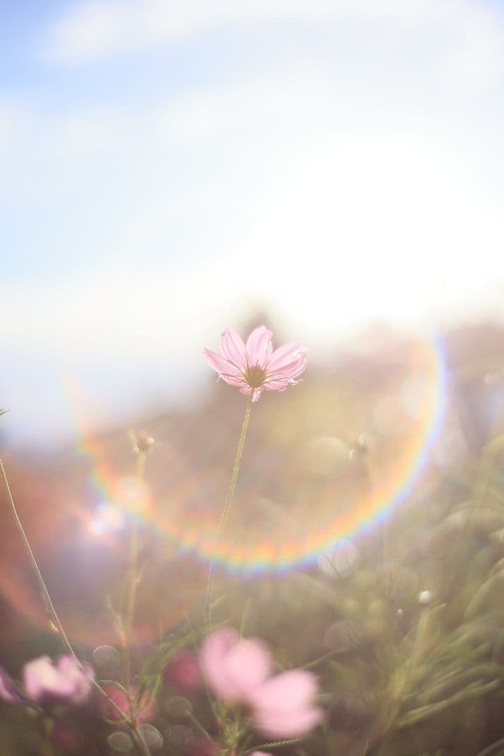 Super-Takumar 55mm F1.8 初期型 S/N：617312