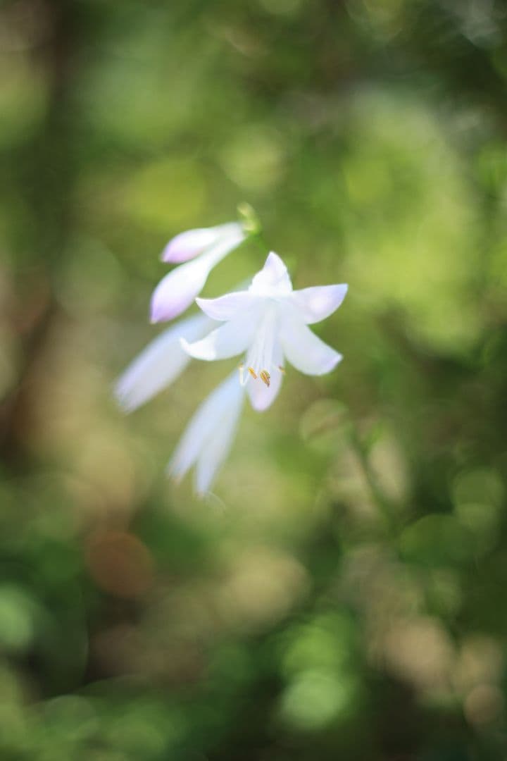 Super-Takumar 55mm F1.8 初期型 S/N：617312