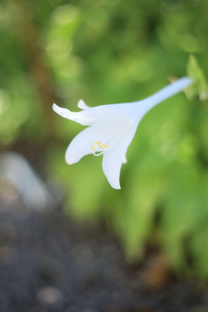 Super-Takumar 55mm F1.8 初期型 S/N：617312