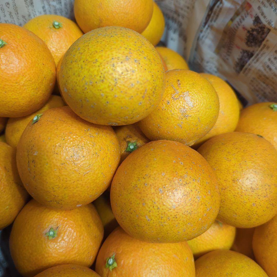 255愛果 まどんな 家庭用 10kg