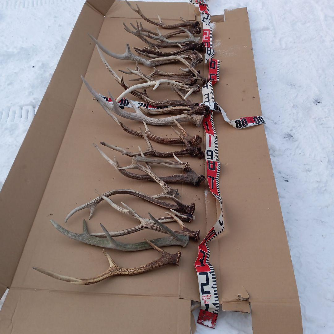 ク*ト様 鹿の角 犬用おもちゃ 工芸品などにどうぞ ３０番