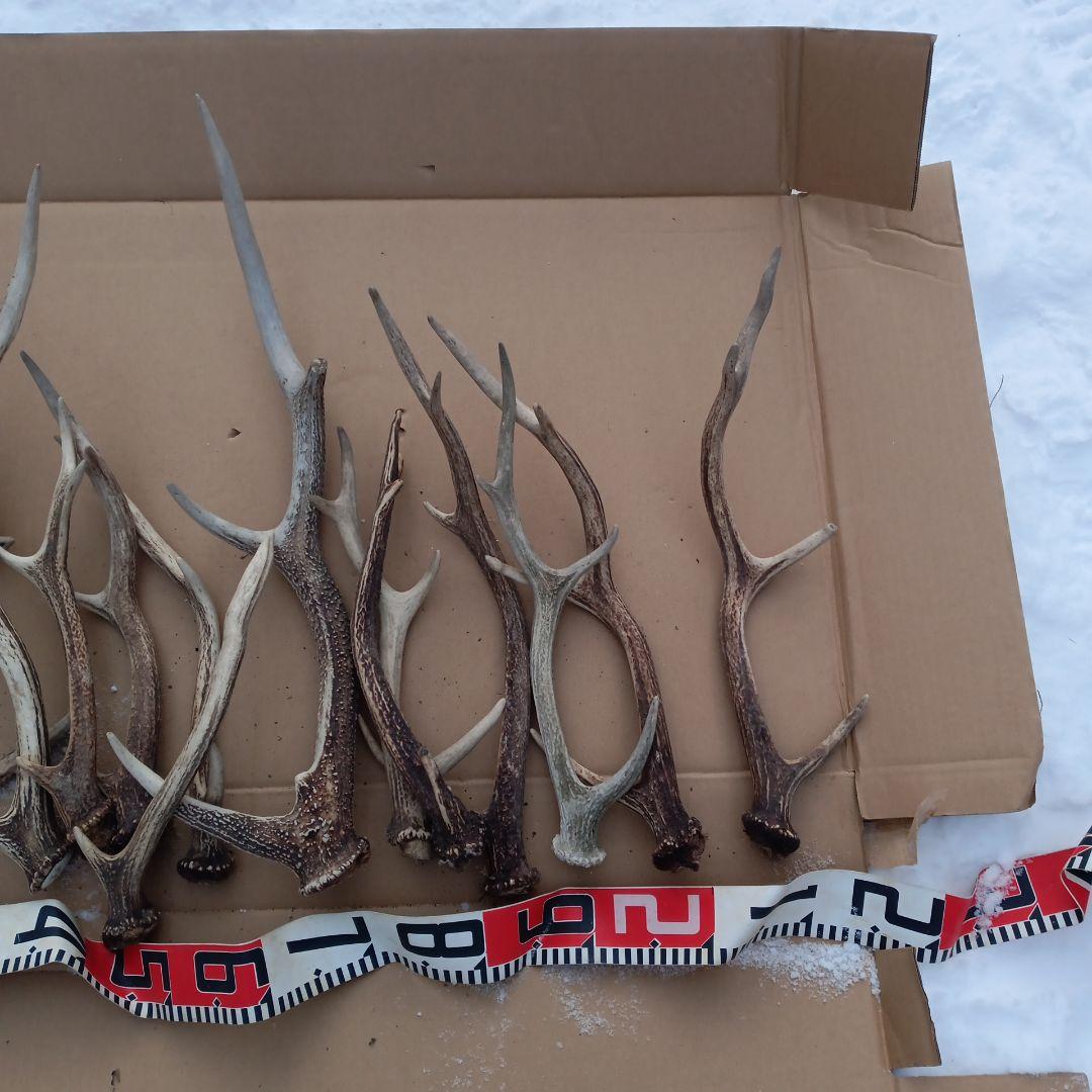 ク*ト様 鹿の角 犬用おもちゃ 工芸品などにどうぞ ３０番