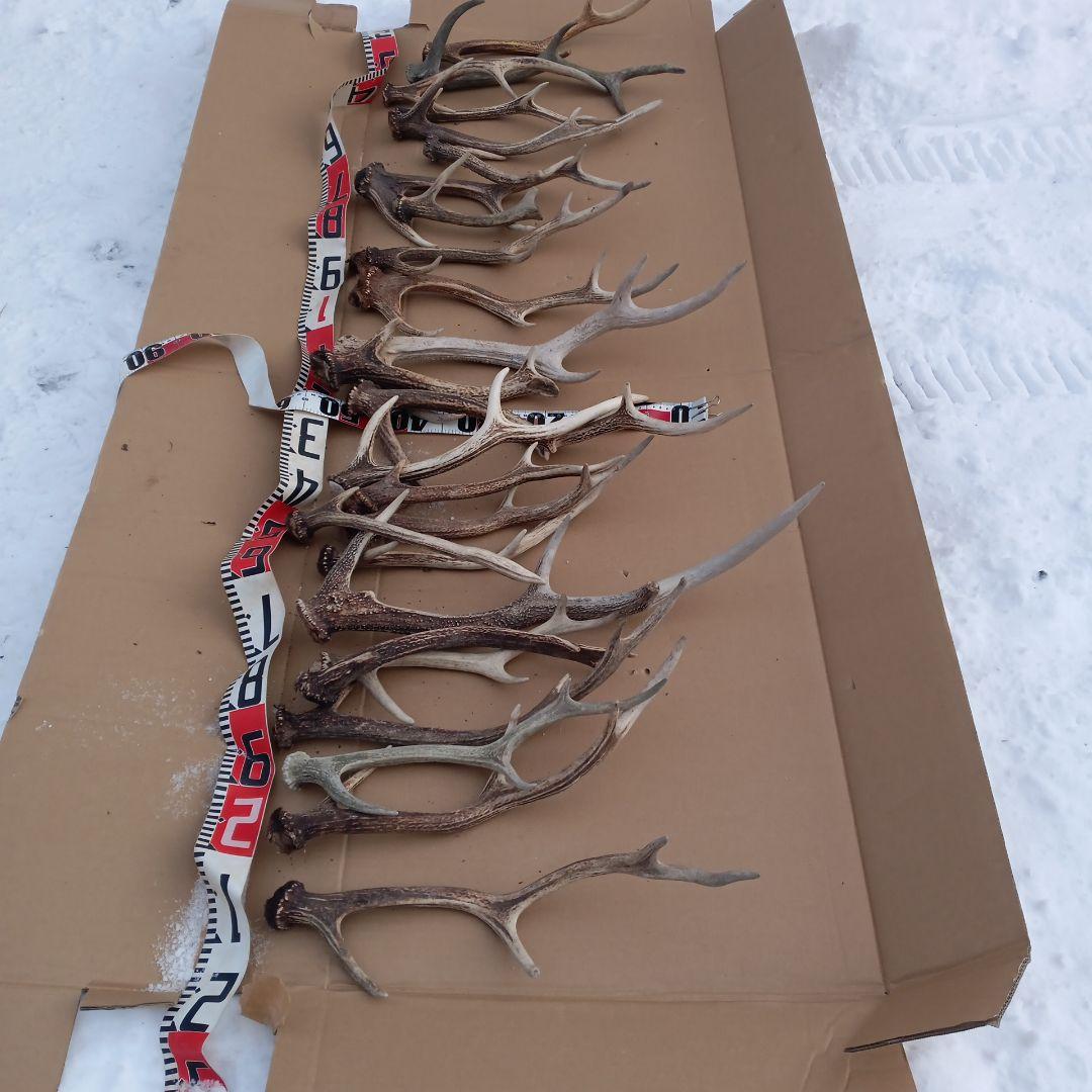 ク*ト様 鹿の角 犬用おもちゃ 工芸品などにどうぞ ３０番