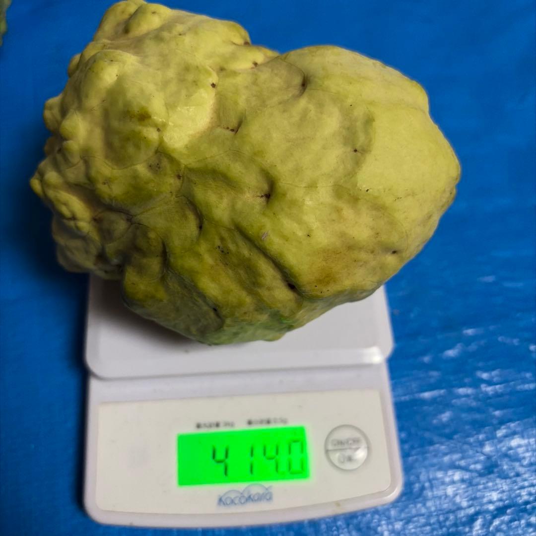 箱番号１　A級アテモヤ2199g 8136円